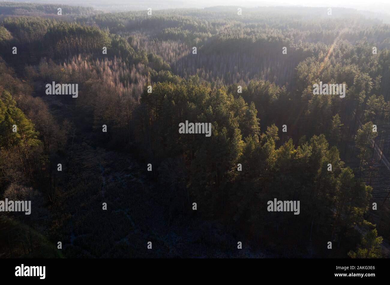 drone, autumn dark pine tree forest, Ukraine Stock Photo