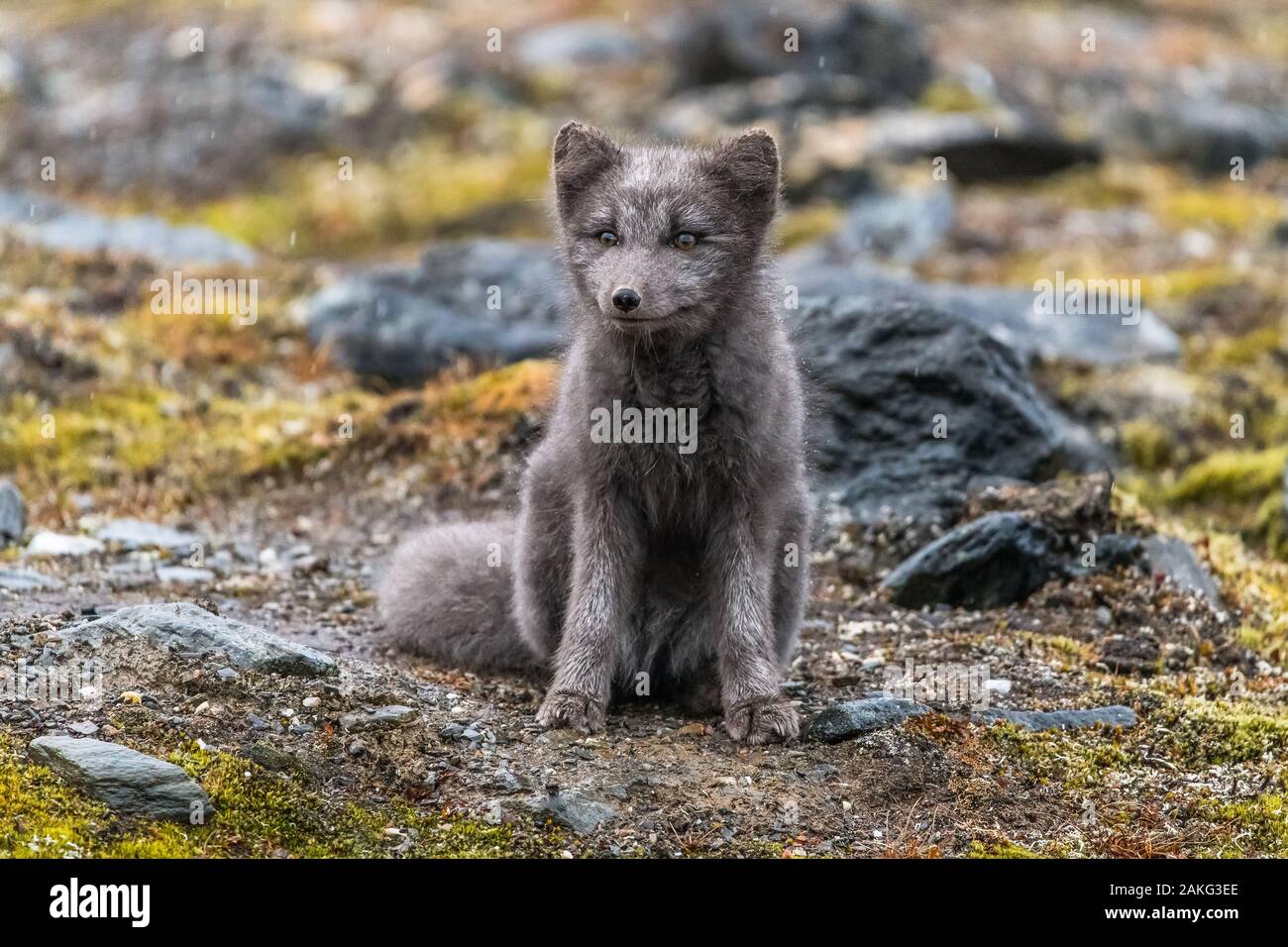cute blue fox in arctic landscape Stock Photo