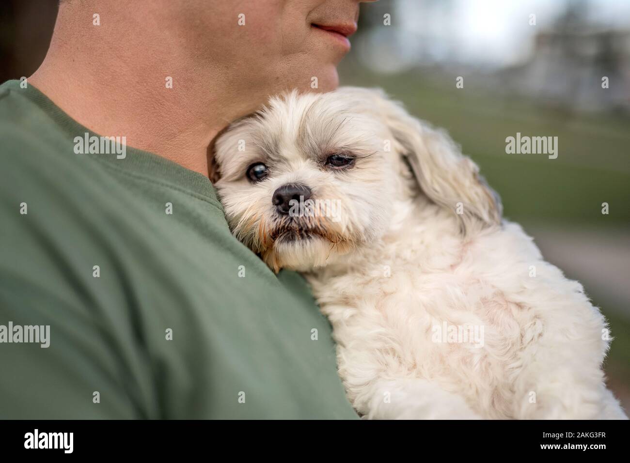 White chest dog hires stock photography and images Alamy