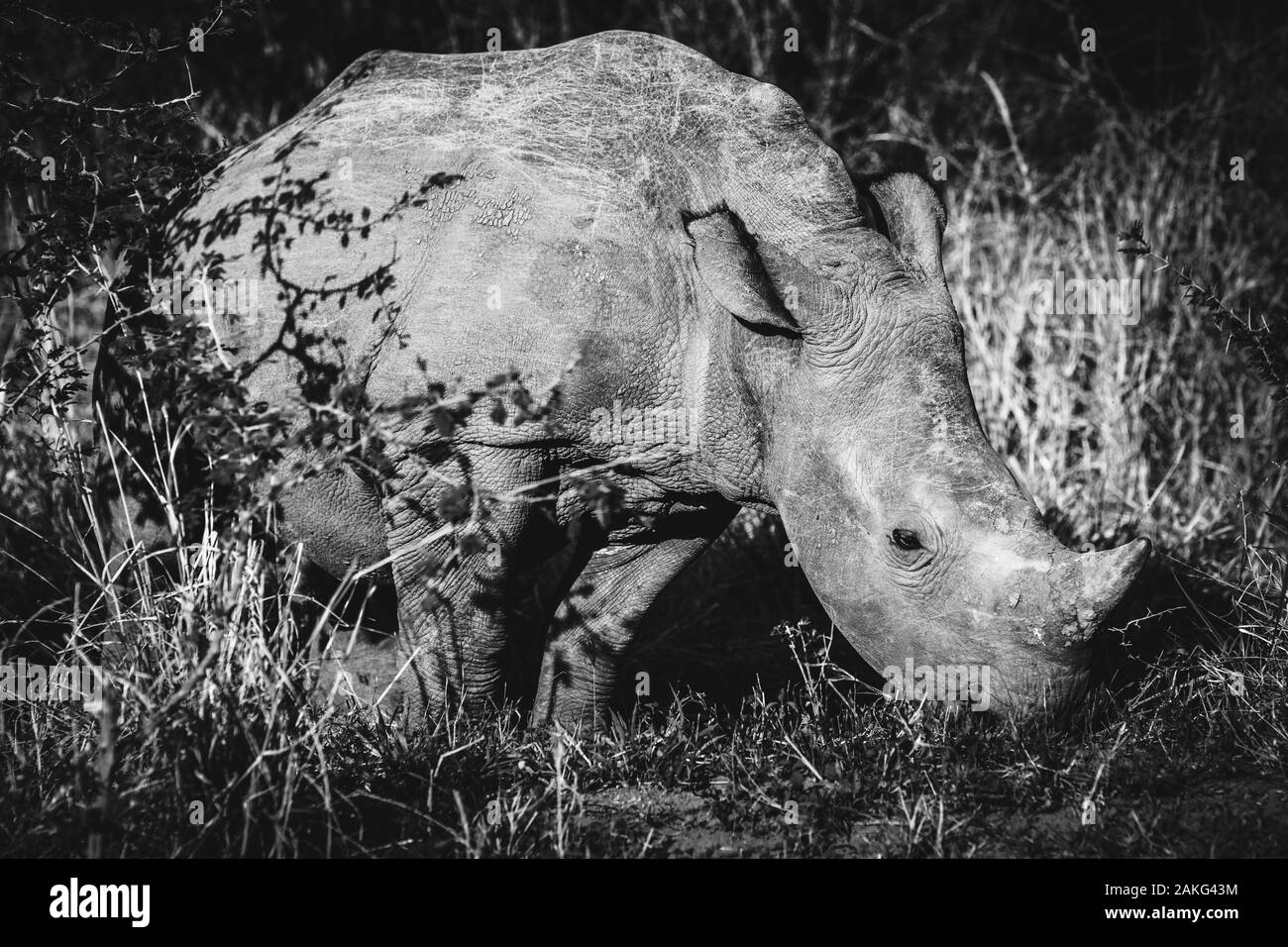 A rhino eating grass in the Hluhluwe - Imfolozi National Park, South Africa Stock Photo