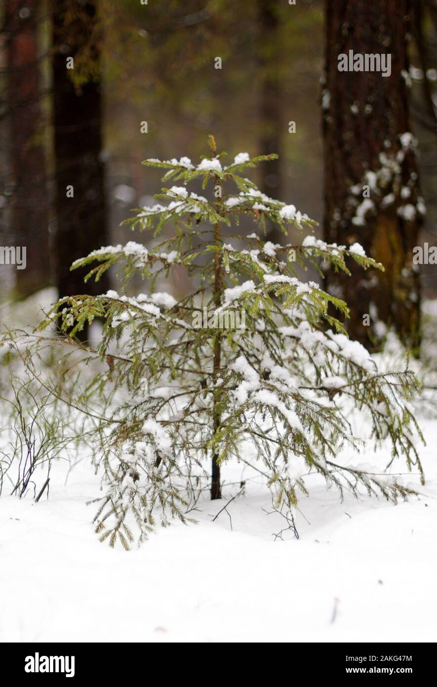 a small fir tree covered with snow in a winter forest among big trees ...