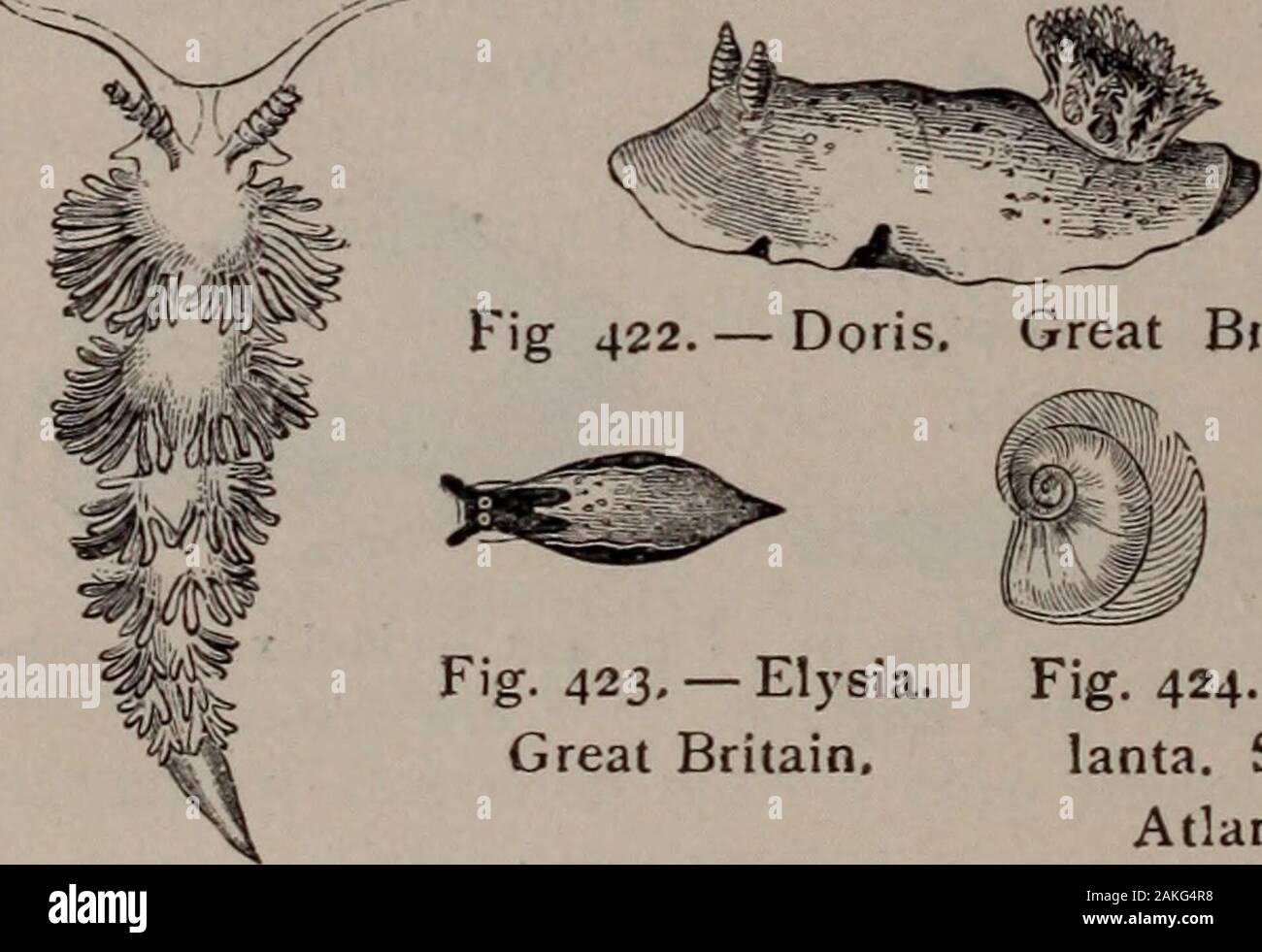 Natural history of animals; . P Fig. 416. — Heli- W&M Fig. 418. - ^TW/j Fig. 420. — Bui- cina. U. States. 9 Acicula. wy ia# tj States. Fig. 417.— Great Fig. 419 — Clyclostoma. Britain. Tornatella. United States. Great Britain. Sea Slugs. These have no shells, and many of them only slightlyresemble the Gastropods before described. See Fig-ures 421-425. Fig 422. — Doris. Great Biitain. Fig. 423. — Elysia. Fig. 424. — At-Great Britain. lanta. South Atlantic. Fig. 421. — Eolis. Fig. 425. — Tritonia. Great Britain. Great Britain. Stock Photo