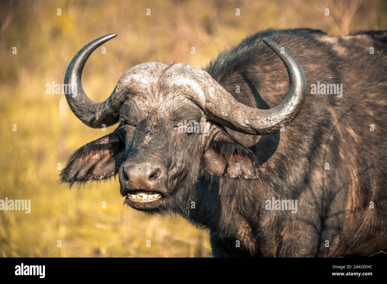 A buffalo at sunrise during a safari in the Hluhluwe - imfolozi National Park in South Africa Stock Photo