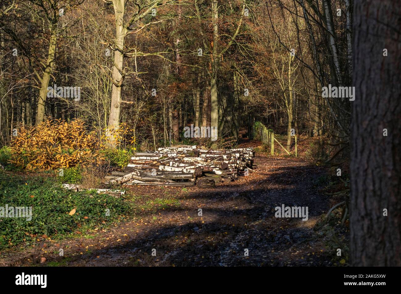 Woodland management in an autumnal Thorndon Park North in Brentwood in