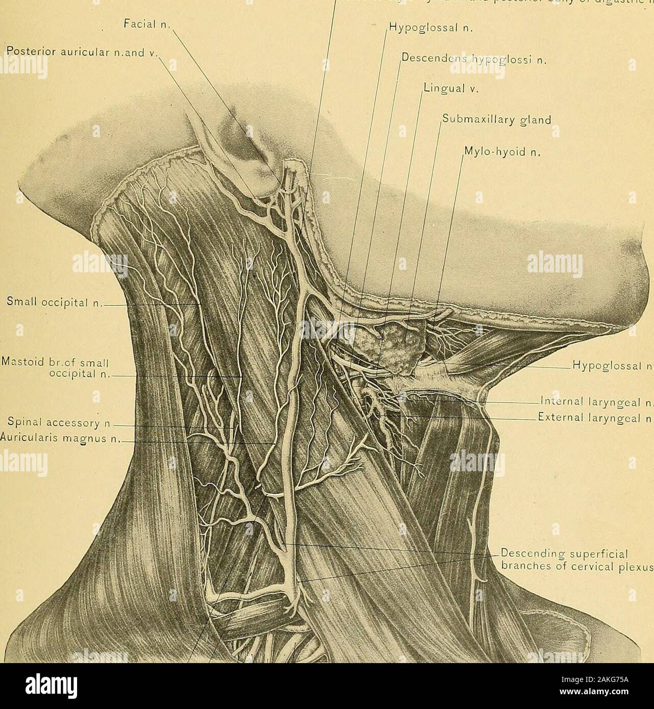 Surgical anatomy : a treatise on human anatomy in its application to the  practice of medicine and surgery . SUPERFICIAL STRUCTURES OF NECK.50 PLATE  CLXII, Facial nPosterior auricular n.and Nerve to stylo-hyoid