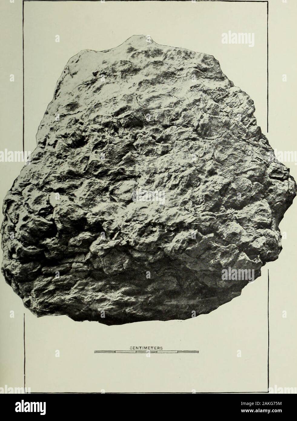 Annual Report Of The United States Geological Survey To The Secretary Of The Interior Cycadella Knowltoniana Library Of The University Of Illinois Plate Xcvx P L A T E X C V