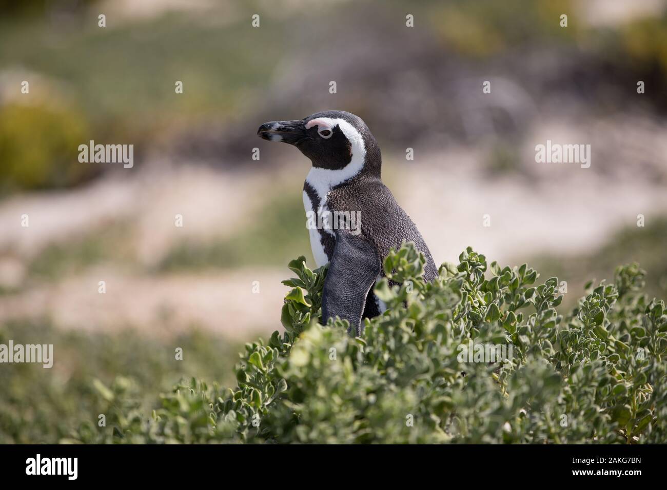 African penguin endangered species hi-res stock photography and images