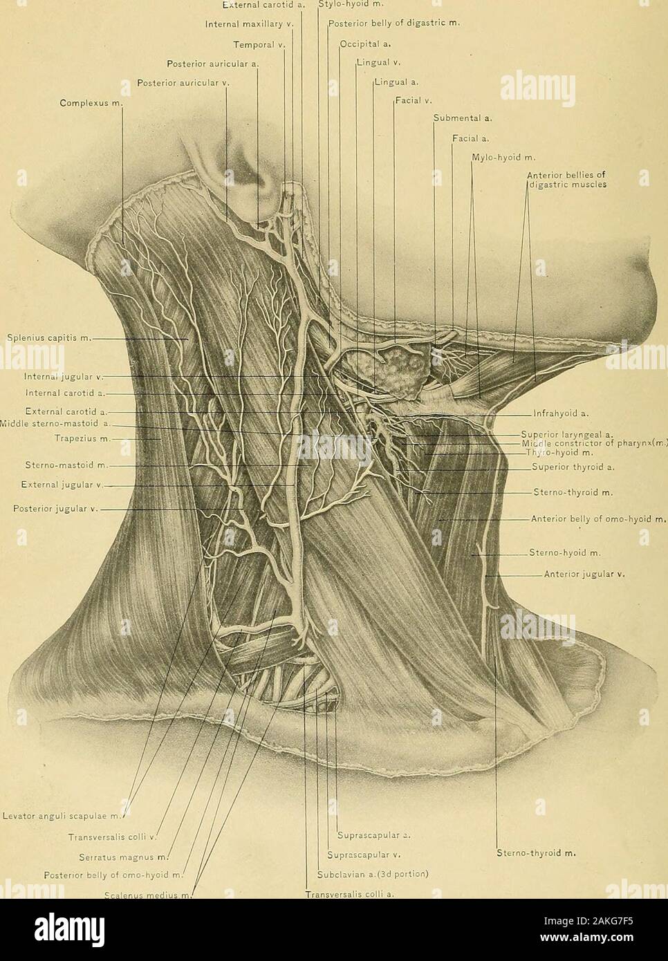 Surgical anatomy : a treatise on human anatomy in its application to ...