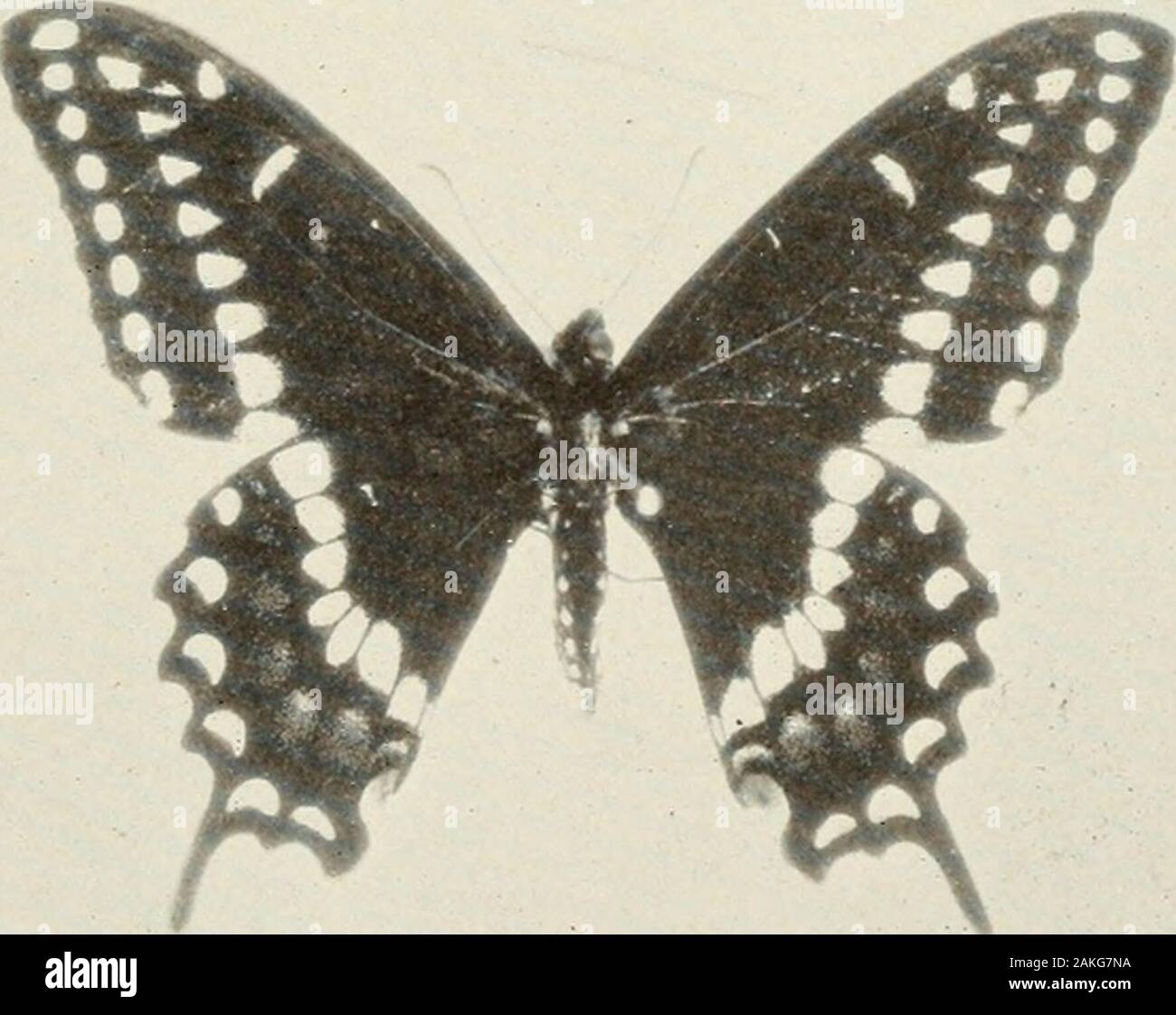 Bulletin - United States National Museum . 66544—32 23 Papilio polyxenes U. S. NATIONAL MUSEUM BULLETIN 157 PLATE 44 Stock Photo