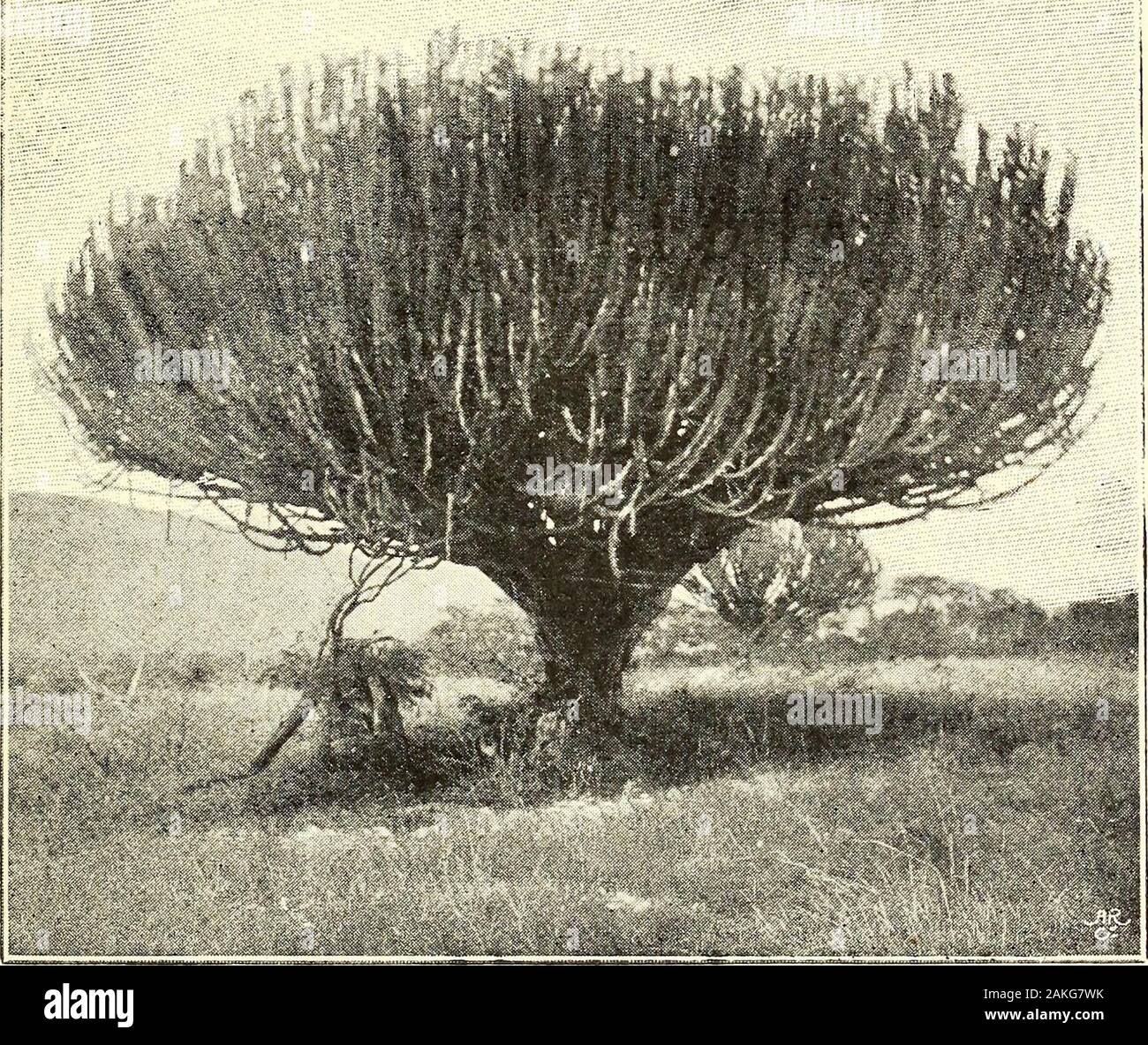 A naturalist in Mid-Africa: being an account of a journey to the Mountains of the Moon and Tanganyika . in such an insolent way that I hadto tell him to go and leave me alone. Oppressions and robbery of the poorer people, aswell as licentious and drinking habits in the kingsentourage, are an inevitable consequence of a war-like and raiding state. They have in Karagwe, asusual, produced utter destruction of the communityafter a very few years. The journey from Latoma to Werowangi wasrather tiresome. After Kisozzi, we had to leavethe Kagera on account of the enormous lake orlagoon of Karaingy. T Stock Photo