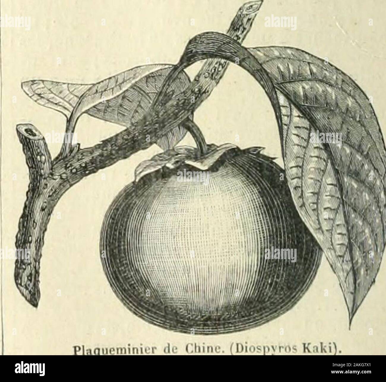 Kaki ou plaqueminier de Chine - Société Nationale d'Horticulture de France