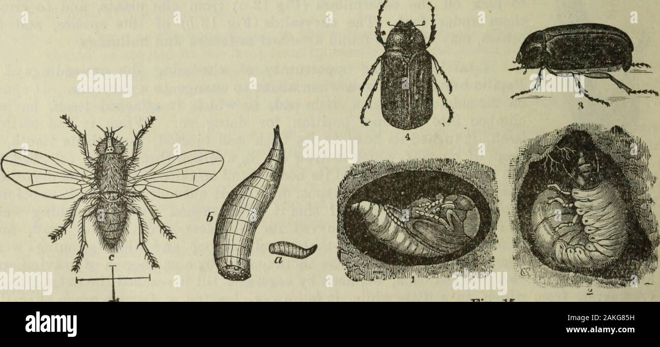 Annual report of the Fruit Growers' Association of Ontario, 1898 . s surprised to find the potato-beetles feeding on the tomato andtobacco plants in their gardens. The insect in its native haunts fed on the wild potato,Solanum rostratum. Of the Solancece, or Nightshade Family, to which the potatobelongs, there are in north America six genera—not counting the South American genusPetunia, now so largely cultivated in gardens. They are (1) Solanum, nightshade;(2) Physalis, ground cherry; (3) Nicandra, apple of Peru; (4) Hyoscyamus, henbane;(5) Datura, thorn apple; (6) Nicotiana, tobacco. The firs Stock Photo