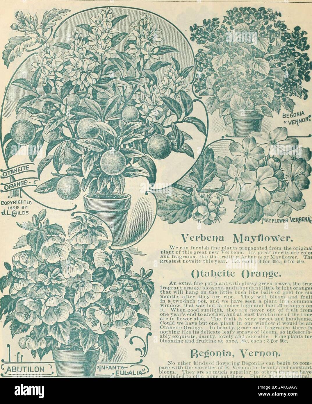 Childs' fall catalogue of bulbs and plants that bloom . ACALYPHA ad8. Sahderi !Pnt. »? 40. Mayflower Ve^beh NeV Abiitilops. Unlike the ordinary Abutilons of scraggy growth, theyare very compact and short jointed, makinga neut pot plant.The flowers are the most beautiful we have seen amongAbutilons, being very large yet short and beautifully cuppedand of the most lovely colors. It is safe to say that thesevarieties will produce five times as much bloom as others.Infanta Eulalla—This is perfection itself. Plants dwarf and short jointed, producing exquisite large cupped blossoms by the score fr Stock Photo