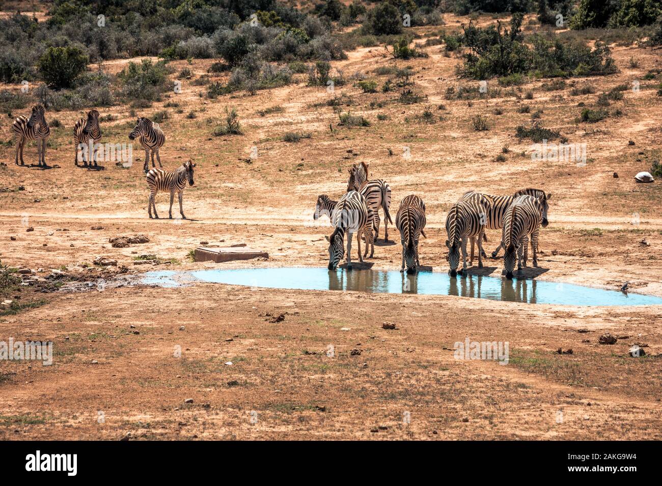Group zebras in addo hi-res stock photography and images - Alamy