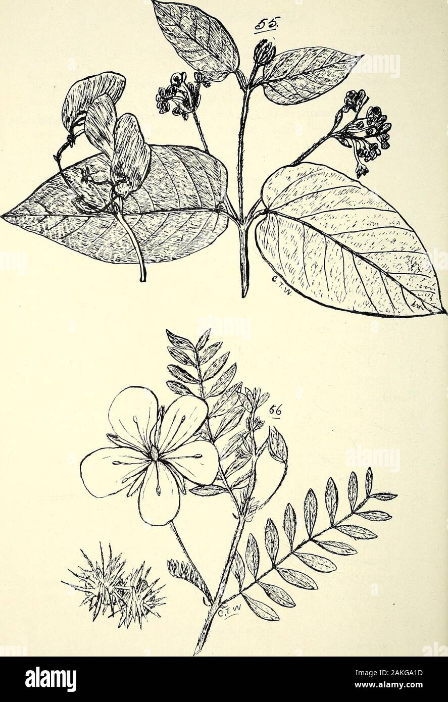 Comprehensive catalogue of Queensland plants, both indigenous and naturalisedTo which are added, where known, the aboriginal and other vernacular names; with numerous illustrations, and copious notes on the properties, features, &c., of the plants . rn in-land localities. XXIX. RUTACE^. 73 Tribe III.—Oxalide^e.Oxalis, Linn. *corymbosa, DC.—A troublesome garden weed; native of Brazil,corniculata, Linn.—Wood sorrel; Sourgrass. Very variable as to size of foliage and flowers.sessilis, Hauiilt. = 0. Petersii, Klotz., Biophytum Apodiscias,Turcz.—Leaves sensitive to the touch. (Fig. 58.) Order XXIX. Stock Photo