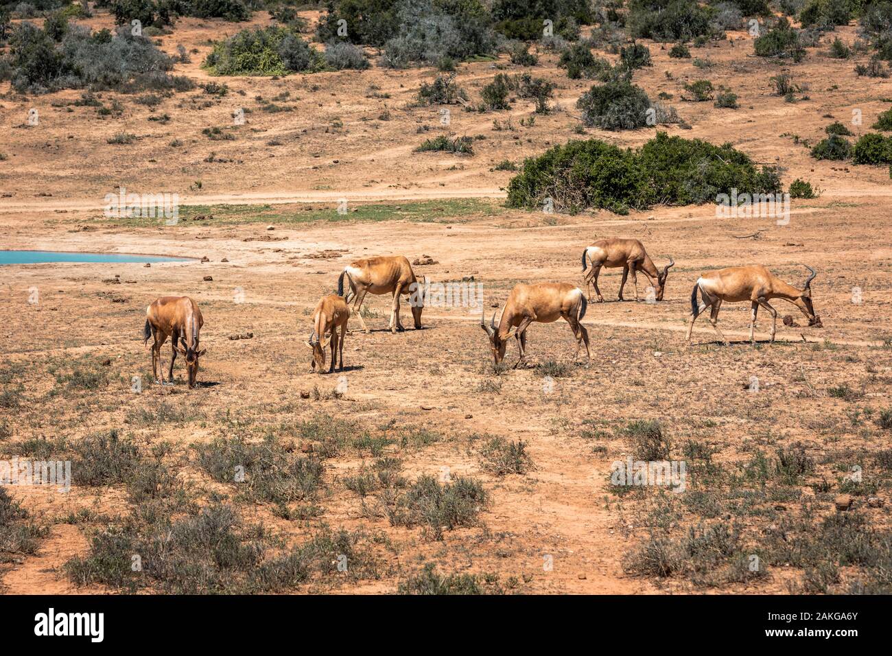 Group Of Impalas High Resolution Stock Photography and Images - Alamy