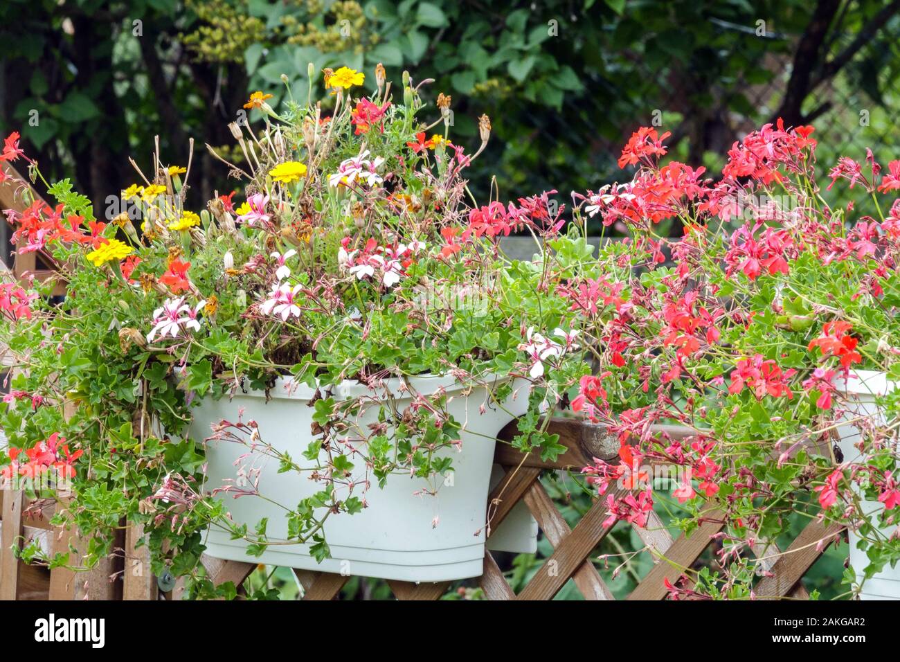 Pelargonium flowers, hanging in a plastic container on the garden fence Stock Photo