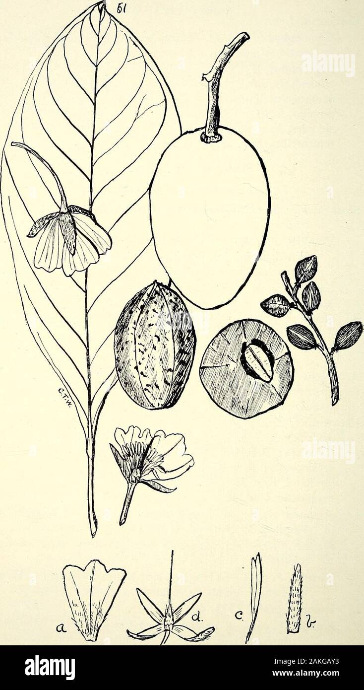 Comprehensive catalogue of Queensland plants, both indigenous and naturalisedTo which are added, where known, the aboriginal and other vernacular names; with numerous illustrations, and copious notes on the properties, features, &c., of the plants . Sloanea, F. v. M. — Echinocarpus, Blume; Benth. in Fl. Aust. i. 279.Woollsii, F. v. M.— Carrabean of Tambourine Mountain. Wood useful for flooring-boards; when newly cut has somewhat the scent of celery.Langii, F. v. M. (Fig. 49.) Macbrydei, F. v. M.—Also known as Carrabean.australis, F. v. M.—Maidens-blush timber; pinkish; useful for inside work. Stock Photo