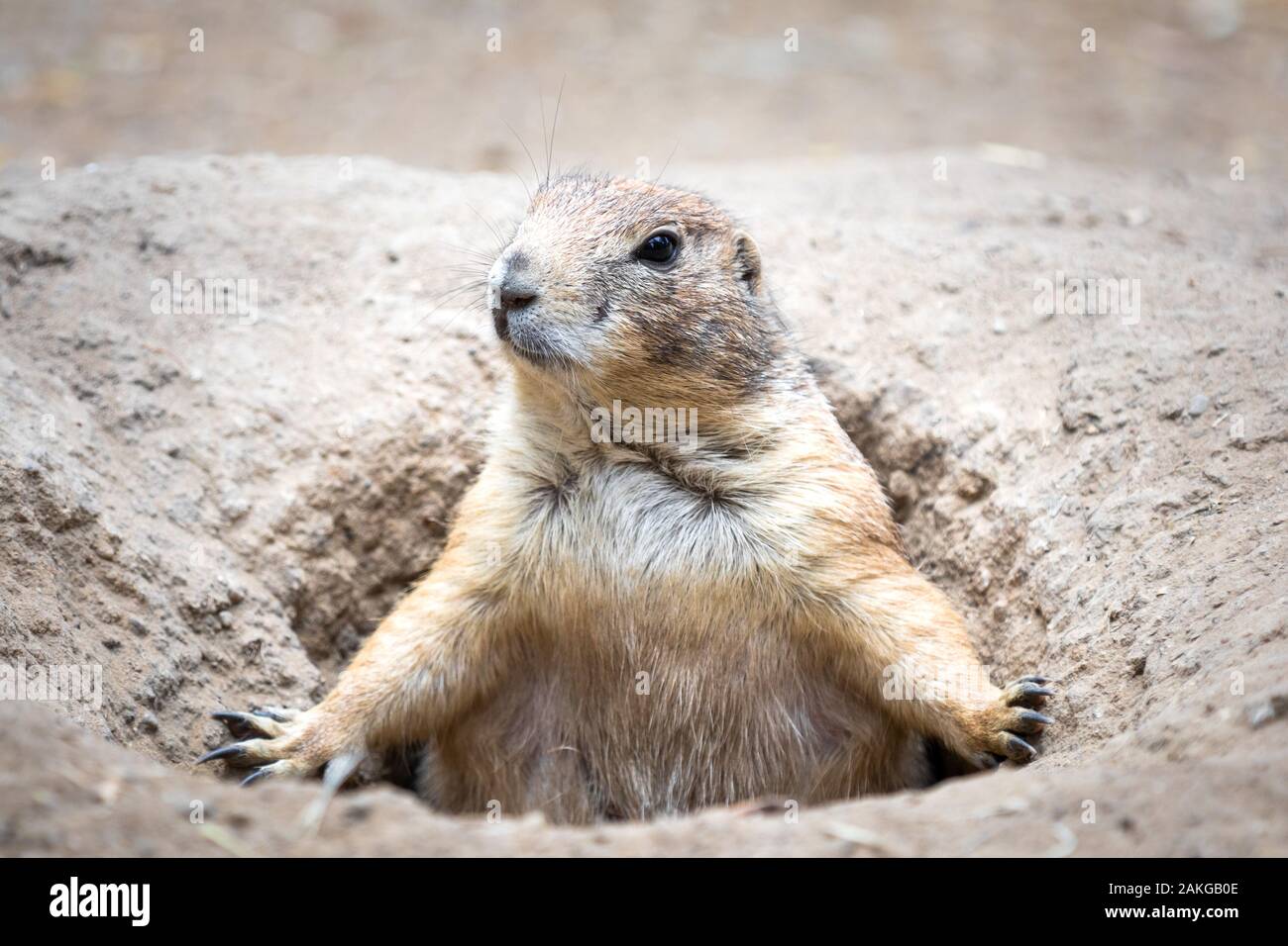 Close up portrait of a prairie dog emerging from its burrow and surveilling the surroundings Stock Photo