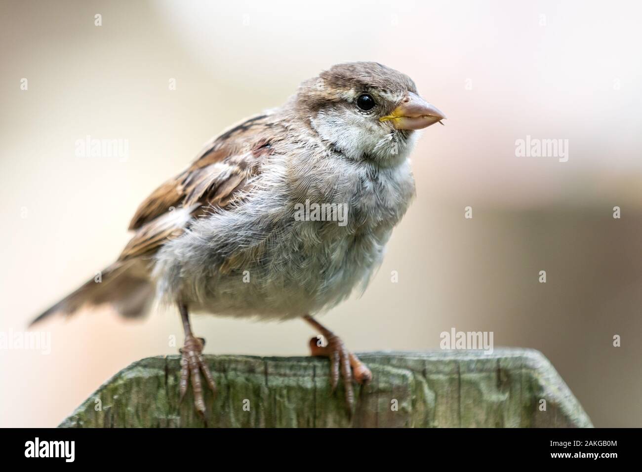 Close up of a sparrow perched on a wooden fence against a bokeh background Stock Photo