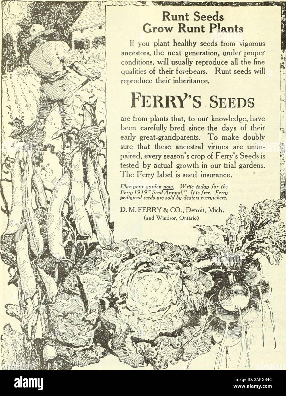 The literary digest . 72 The Literary Digest for January 25, 1919 Runt SeedsGrow Runt Plants If you plant healthy seeds hom vigorousancestors, the next generation, under properconditions, will usually reproduce all the finequalities of their forebears. Runt seeds willreproduce their inheritance. FerrYS Seeds are from plants that, to our knowledge, havebeen carefully bred since the days of theirearly great-grandparents. To make doublysure that these ancestral virtues are unim-paired, every seasons crop of Ferrys Seeds istested by actual growth in our trial gardens.The Ferry label is seed insura Stock Photo