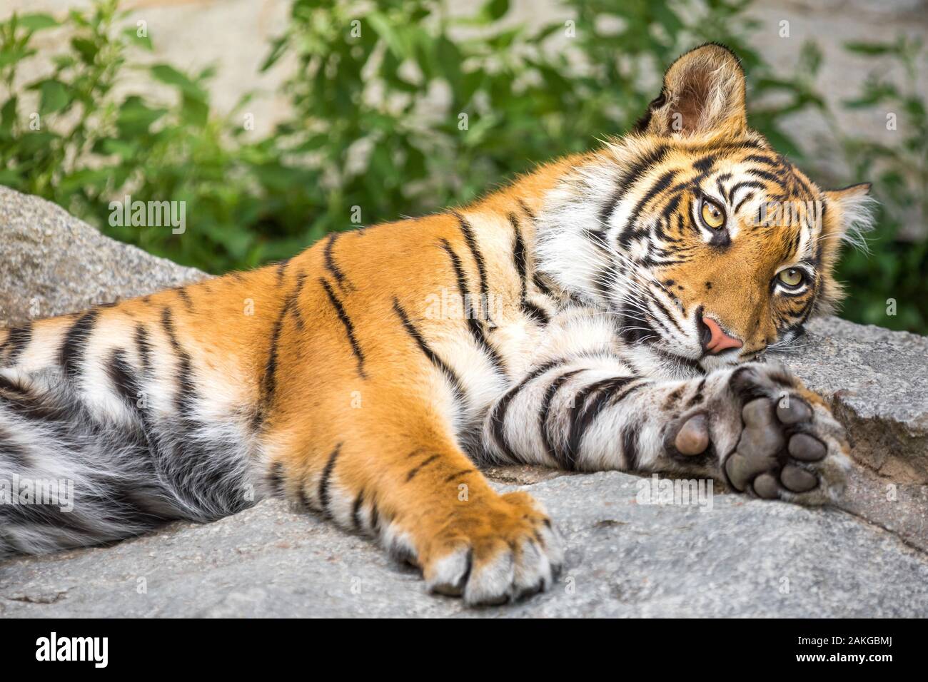 Close up shot of a large tiger lying on its side, against a bokeh background Stock Photo
