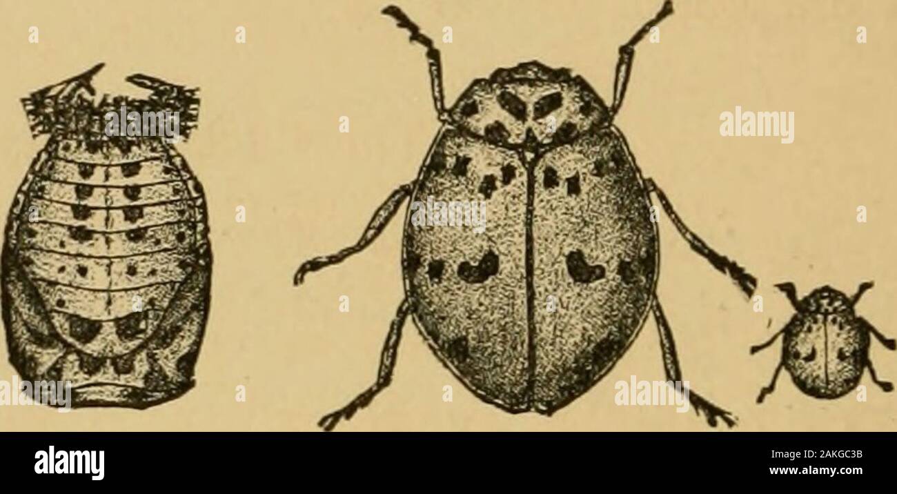 Insects injurious to fruits . The beetle is ashy gray, with seven black spots on thethorax, and eight upon each wing-cover, arranged as shownat c in Fig. 431, where the insect is represented magnified,the smaller figure at the side indicating the natural size. The Blood-red Lady-bird. Cycloneda sanguinea (Linn.). The blood-red lady-bird is not so common as the specieslast described, but is nevertheless very useful. The larva iswithout spines, flattened in form, and ornamented with trans-verse yellow bands and black spots; it is most common in thespring, when it is exceedingly voracious and act Stock Photo