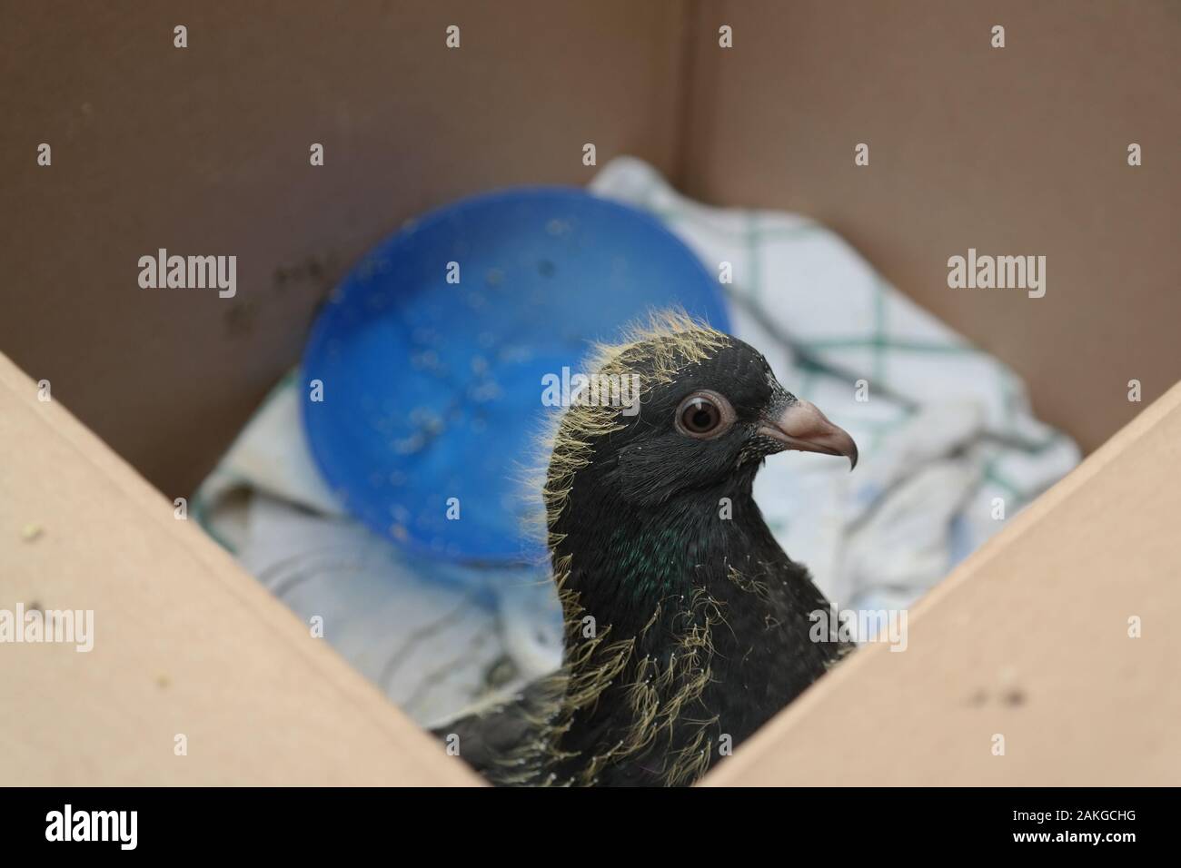 Baby Pigeon High Resolution Stock Photography And Images Alamy