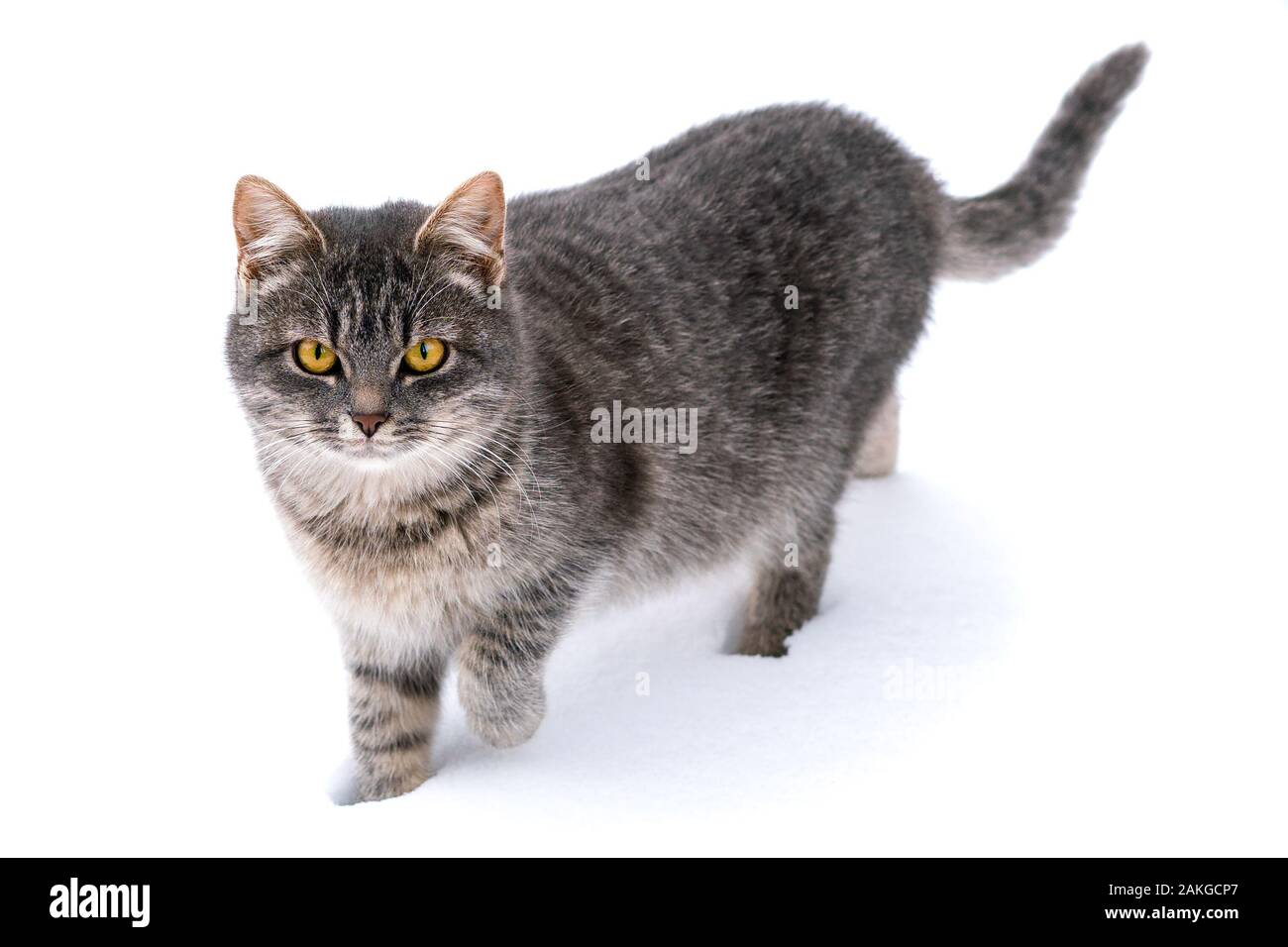 Cat in the white snow. Isolated on a white background Stock Photo Alamy