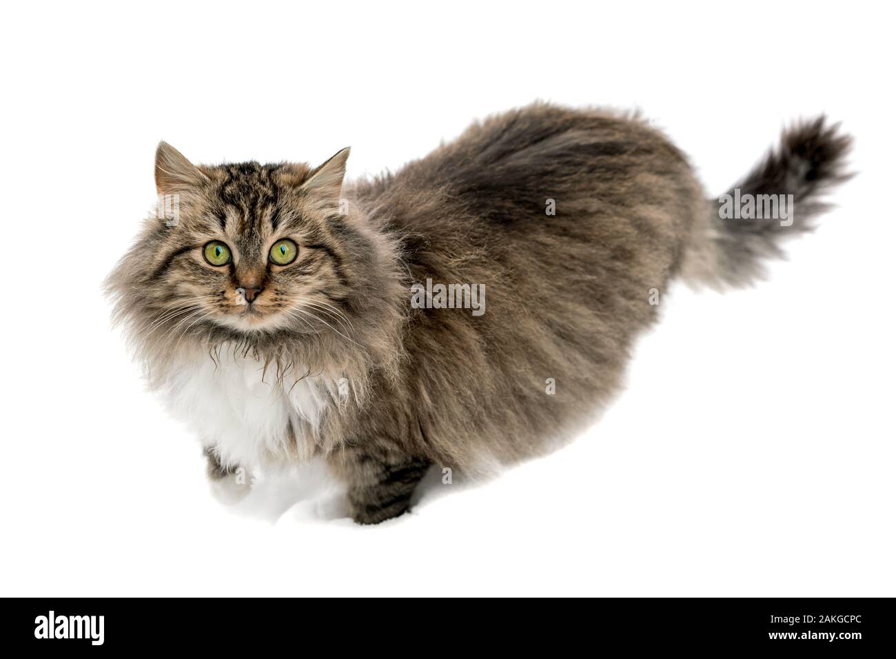 Cat in the white snow. Isolated on a white background Stock Photo Alamy