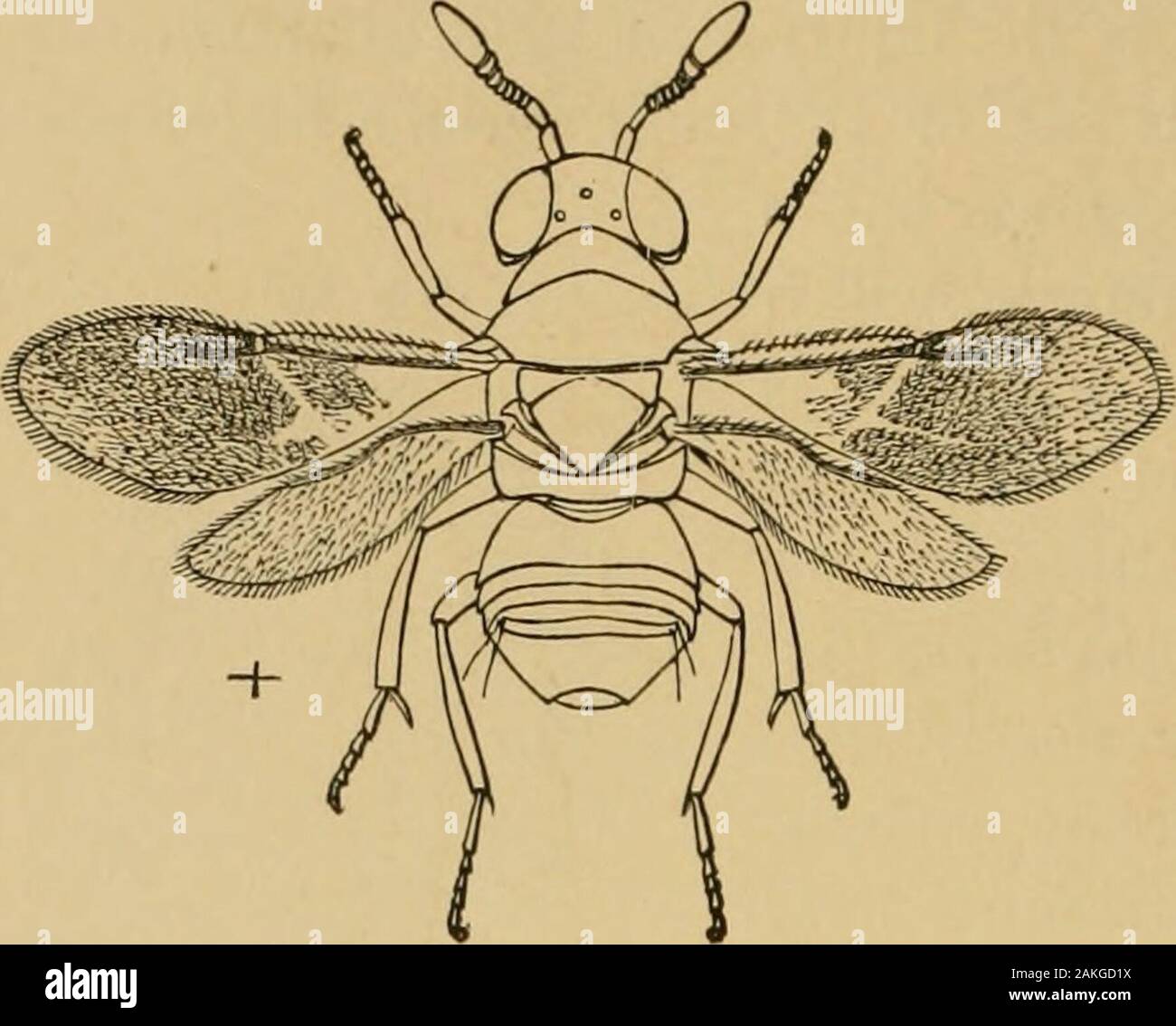 fruits . 412 INSECTS INJURIOUS 