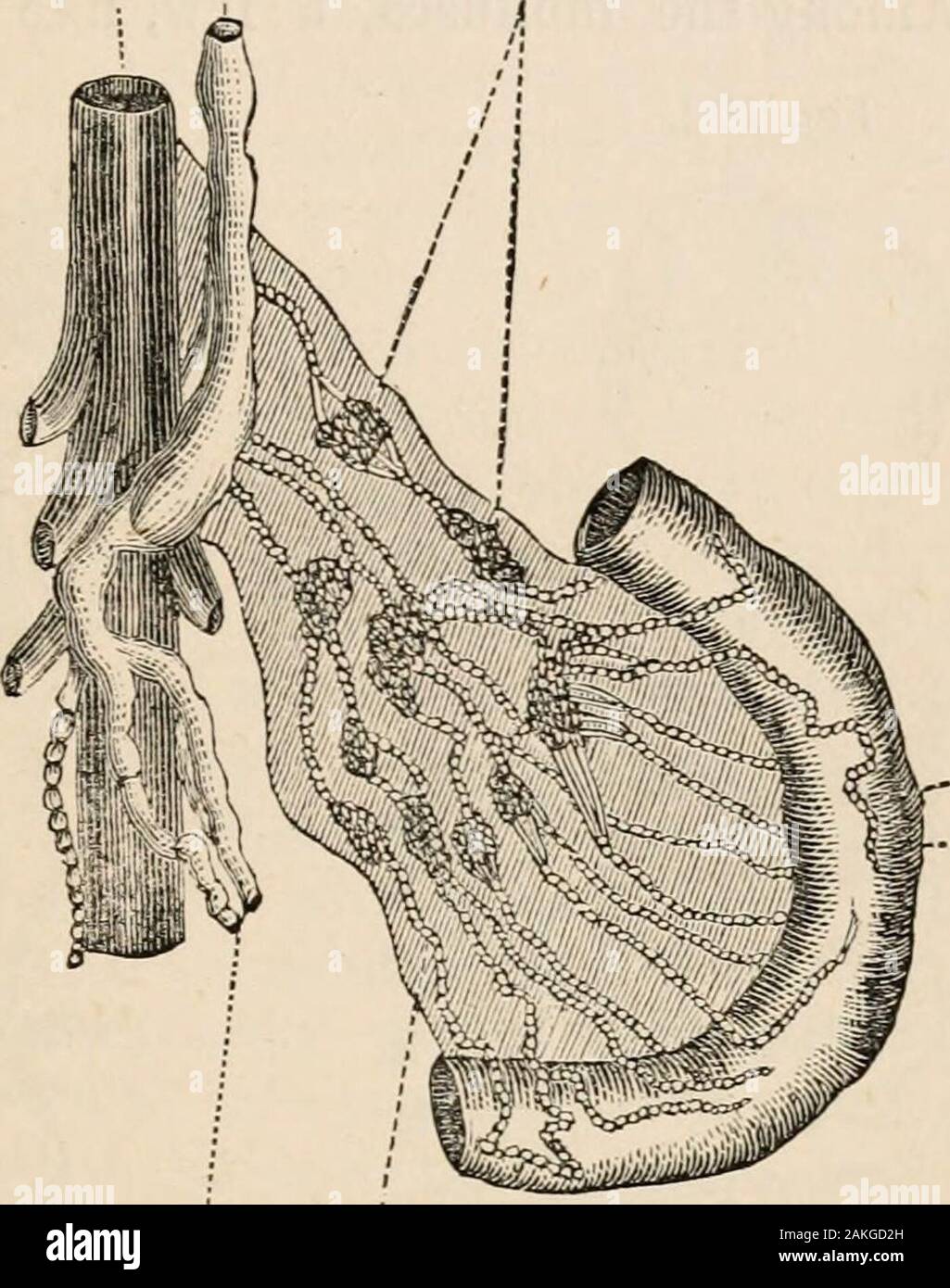 Outlines of comparative physiology touching the structure and development of the races of animals, living and extinct : for the use of schools and colleges . h of those animals that feed on solid substances,which serve for cutting or bruising the food into small frag-ments before it Fig, 139. is swallowed , Aorta Thoracic duct Lymphatic glands. and, in many ofthe lower ani-mals, these or-gans are the onlyhard portions ofthe body. Thisprocess of subdi-viding or chew-ing the food istermed mastica-tion. § 335. Begin-ning with theradiata, we findthe apparatusfor masticationpartaking of thestar - l Stock Photo