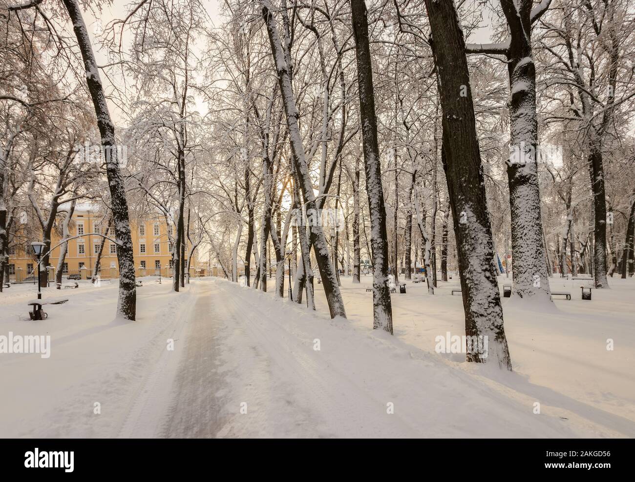 Winter park with trees covered with snow and ice and path on a sunny ...