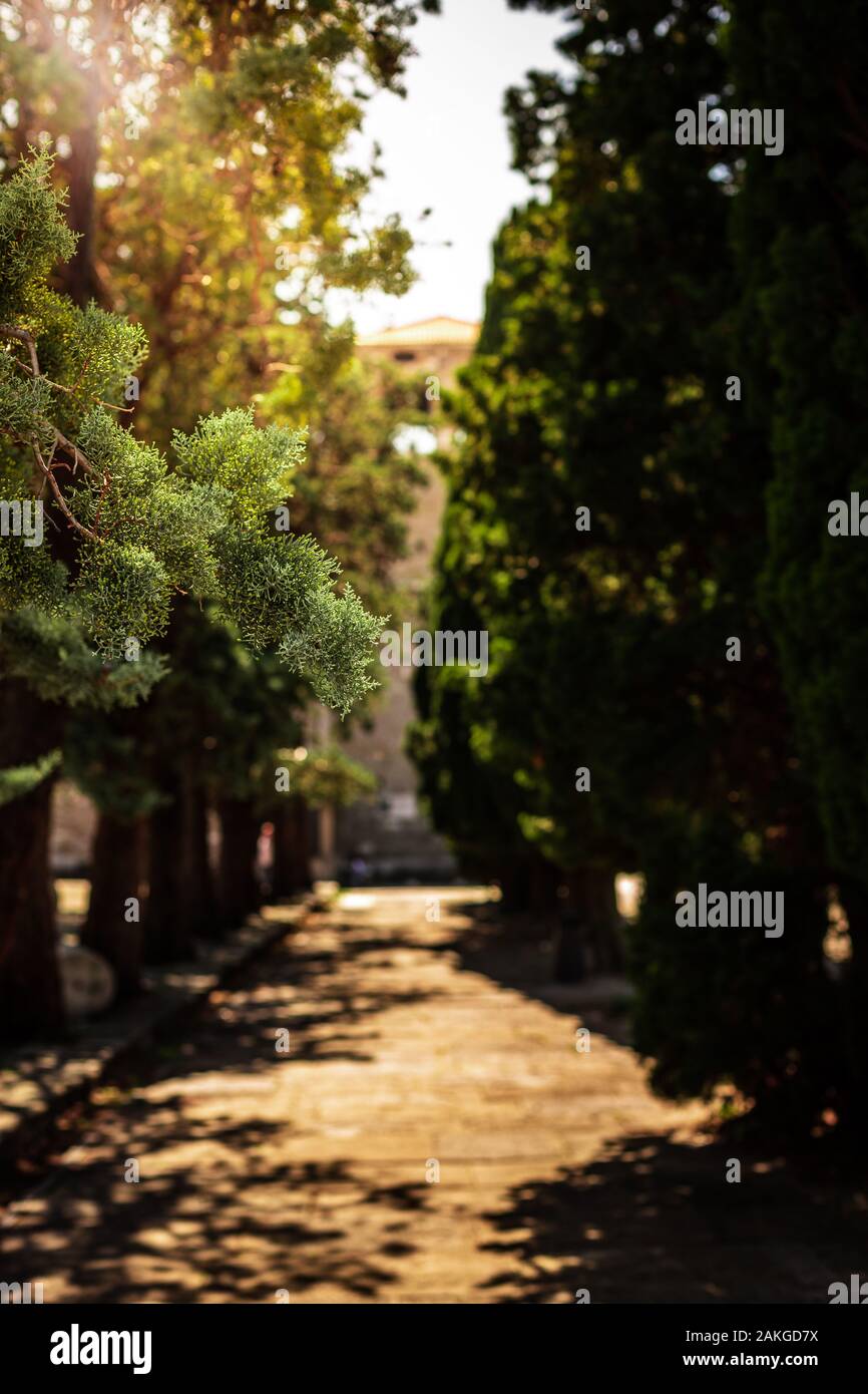 old alley with pine trees in the memorial park near the castello di san giusto in trieste italy with the sun shining through the trees. Stock Photo