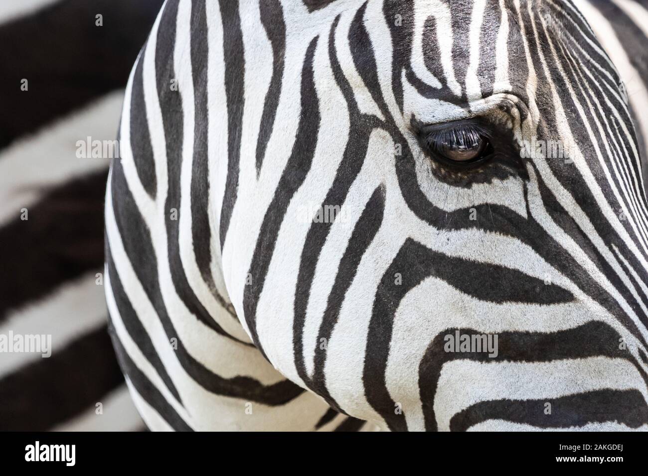 Close up of the hypnotic black and white pattern of a zebra Stock Photo