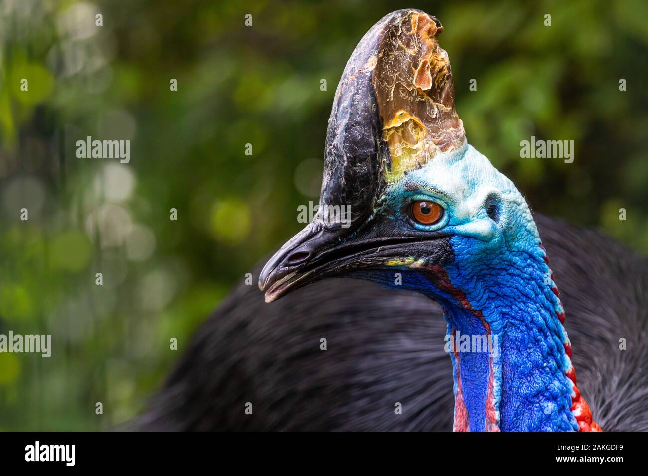 Close portrait of the head of a Cassowary looking sideways, against a green bokeh background Stock Photo