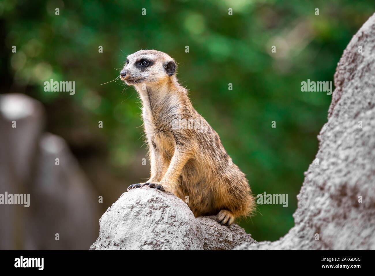 Close up of a meerkat standing on a stone ledge and surveilling the surroundings, against a bokeh background Stock Photo