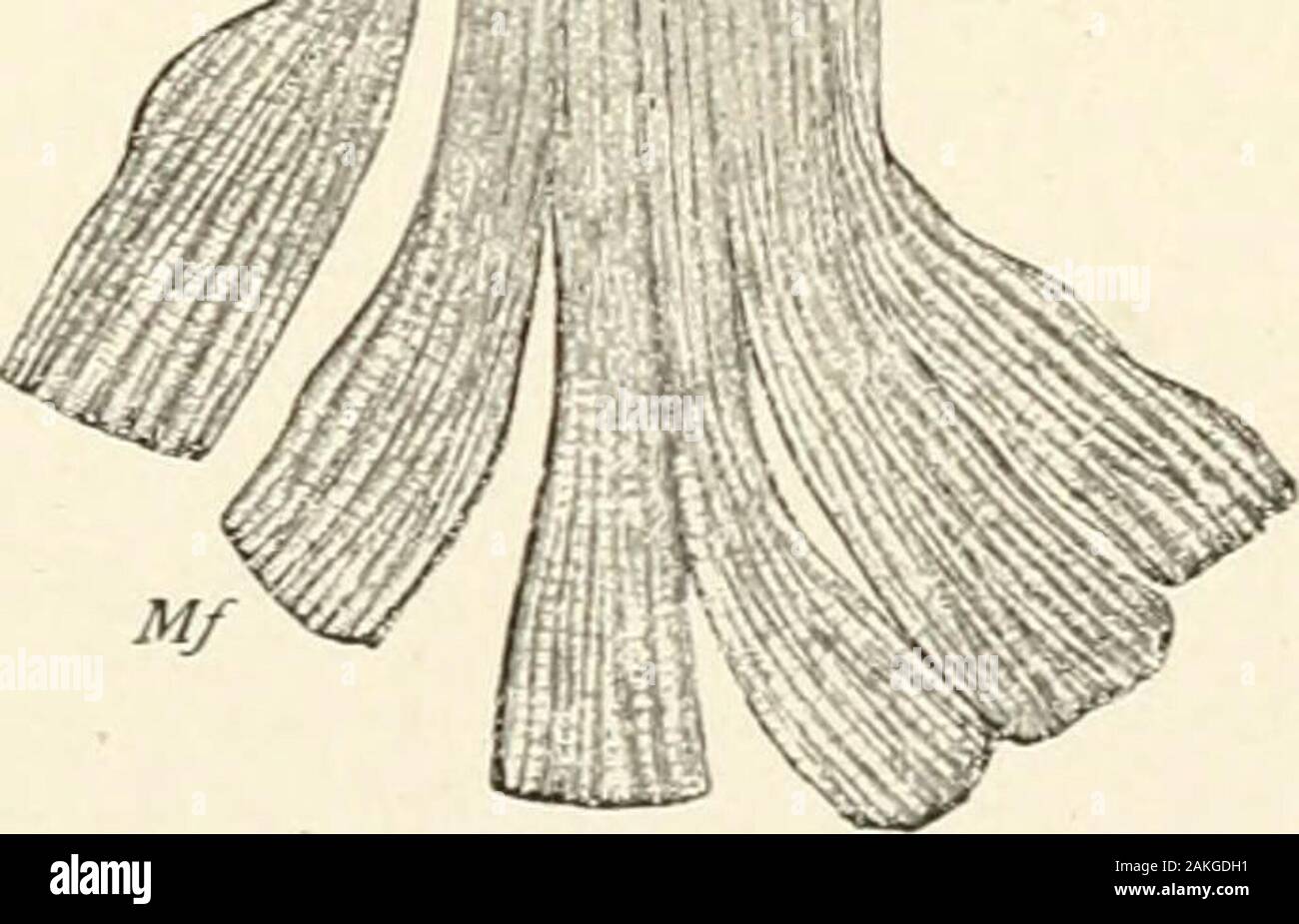 Textbook of normal histology: including an account of the development of the tissues and of the organs . mm #§?? m Et Ev. Golgis corpuscle or tendon-spindle from the human tendoAchillis; gold preparation : N, nerve-fibres surrounded bythe perineurial sheath (Fs) spreading out into the reticularramifications (Ev) of the axis-cylinder; A, the tendon-bundles, one of which is separated at b; Mf, the muscle-fibres; R, node of Ranvier. (After Ciaccio.) Q2 NORMAL HISTOLOGY. These tendon-spindles appear as sharply-defined, greatly-elon-gated, elliptical masses (in the rabbit .25-75 mm- l°ng ar&gt;d .0 Stock Photo