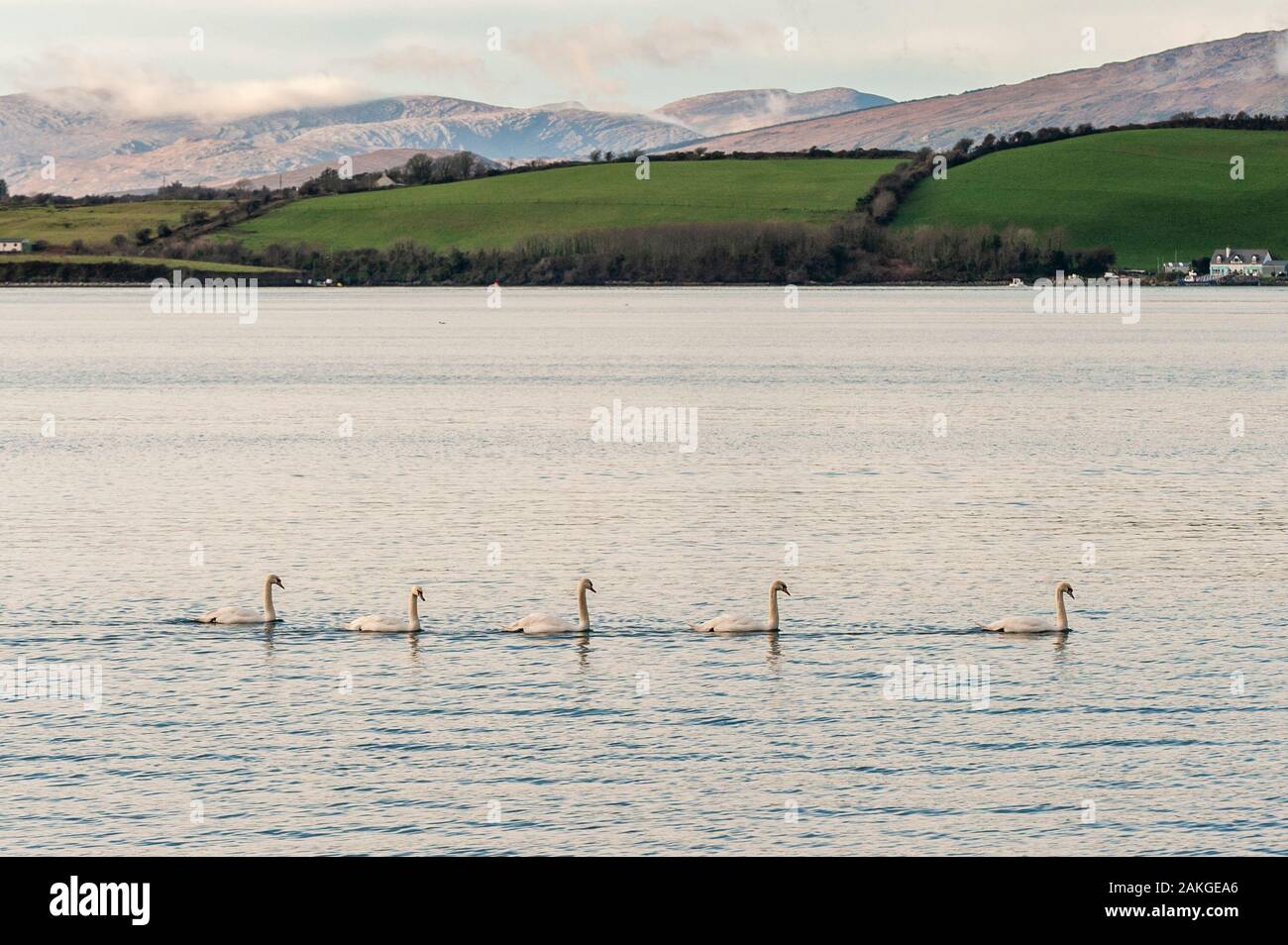 Bantry Bay, West Cork, Ireland. 9th Jan, 2020. On a beautiful, sunny winter's day, with Whiddy Island as a backdrop, 5 swans went for a swim around Bantry Bay this afternoon.  Credit: AG News/Alamy Live News. Stock Photo