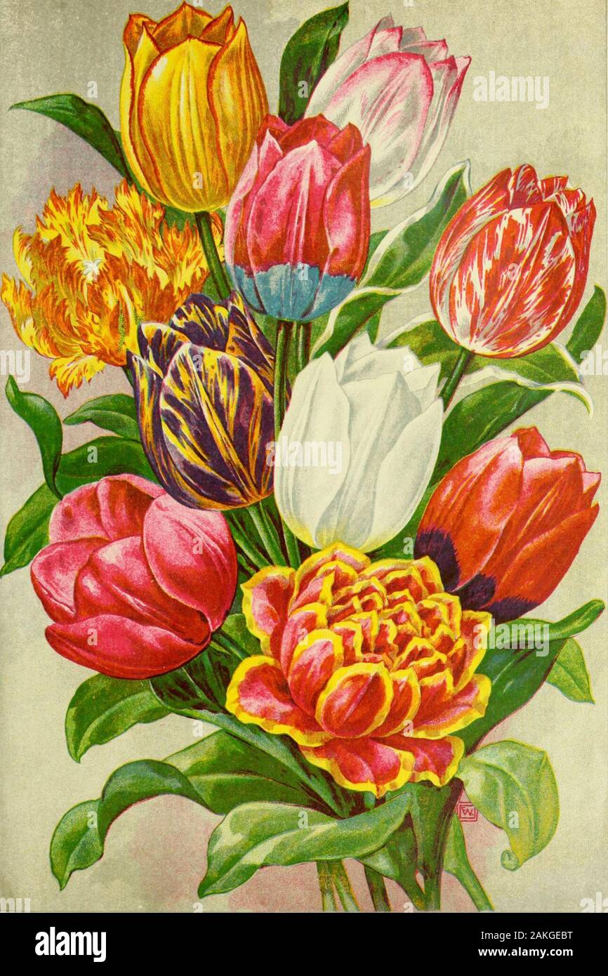Childs' fall catalogue of bulbs and plants that bloom . s remarkable Lily attains the wonderfulheight of-i to 6 feet. It produces from 8 to 12 nodding,rich apricot-hued blooms: has a delightful perfume, andits statelv form makes it attract attention wherevergrown. You will be delighted with it. Makes a fine potLily for winter blooming. 60c. each. Elegans Flore Pleno A pare sort, bearing double blossomsof a salmon color, spotted black. It is not only veryhandsome, but its extreme rarity and novelty mates itahandsome addition to any collection. 40c. each. Tenuifolium The lovely Coral Lily of Sib Stock Photo