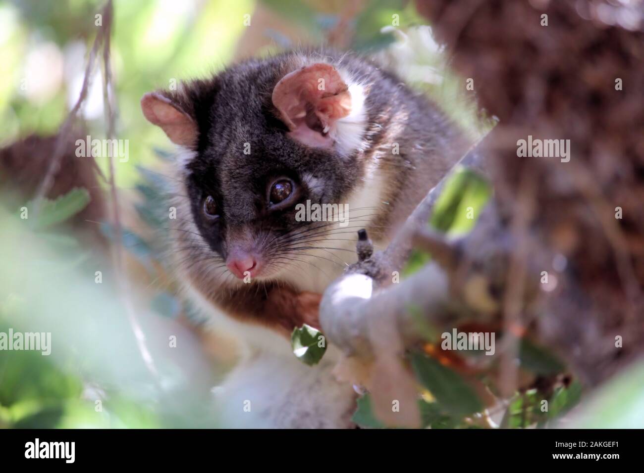 Common Ringtale Possum, female, South Australia Stock Photo