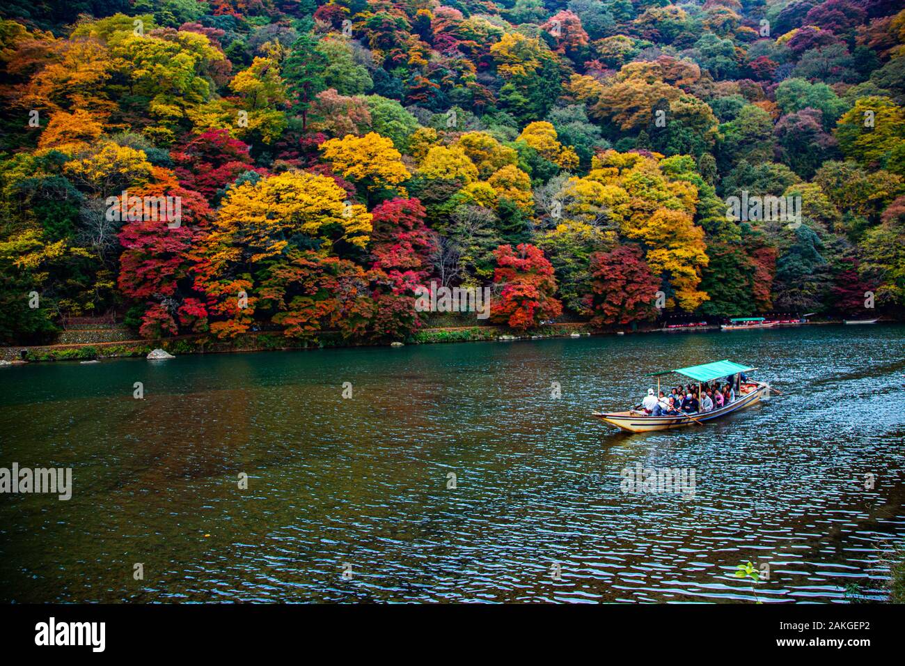 Kyoto Japanese traditional river boat in the(Autumn Foliage) As autumn ...