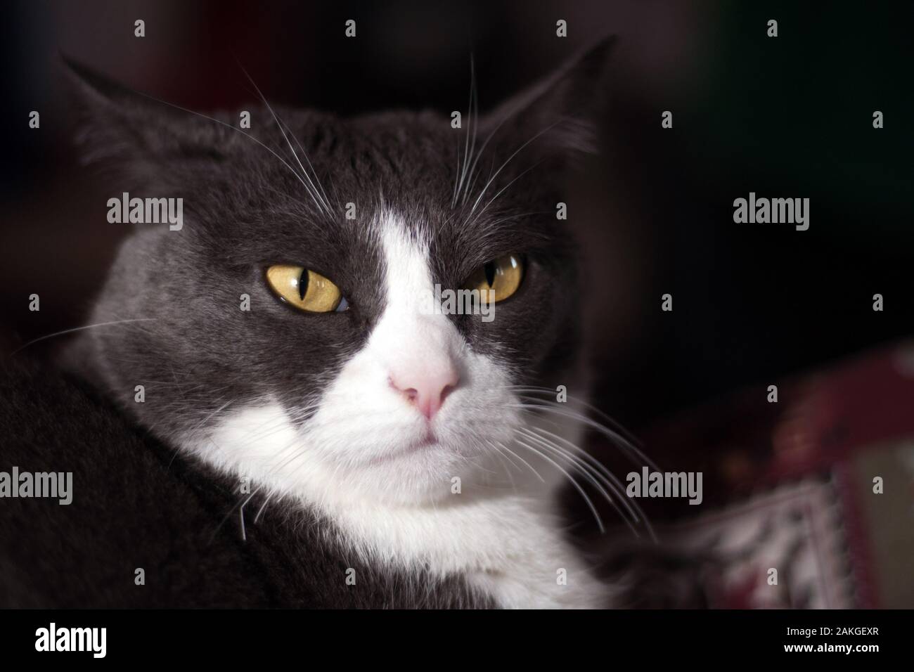 close up of a grumpy, beautiful, white and grey female cat with orange/yellow eyes Stock Photo