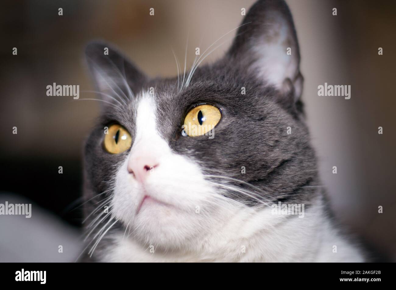 closeup of a beautiful, white and grey female cat with orange/yellow eyes. Alert cat Stock Photo