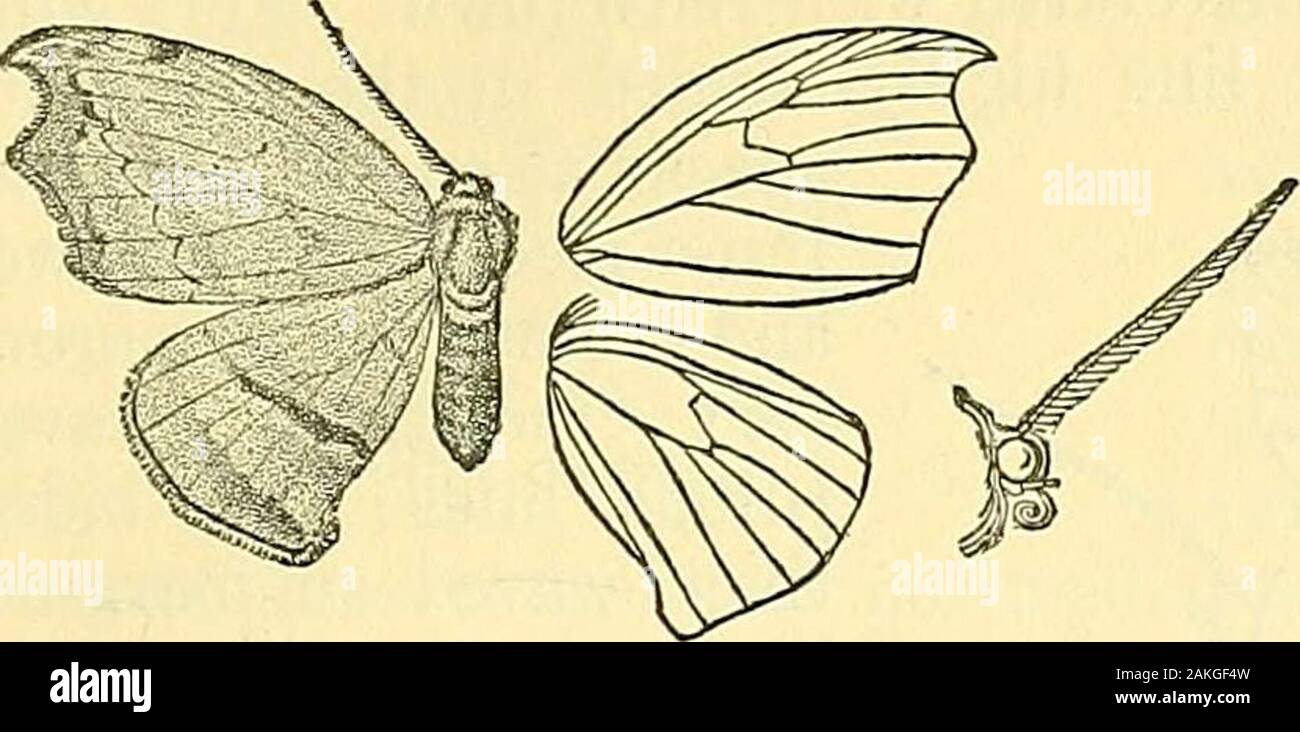 Moths . Fore wing with vein 6 from the areole, 10 frombeyond it. A. Antennae ofmale fasciculate ; hind wing with the inner margin not excised. 741 a. Problepsidis argyrialis, Hmpsn. Trans. Ent. Soc. 1895,p. 287. 3. Head, thorax, abdomen, and fore wing black-brown, thelast with a few bluish silvery scales; traces of a waved doubleantemedial line and speck at end of cell; a postmedial lineexcurved beyond cell, with a brown band on its outer edge,followed by an irregular white band; a blue-grey irregularlydentate marginal band. Hind wing with the basal half fuscous ;antemedial and medial lines re Stock Photo