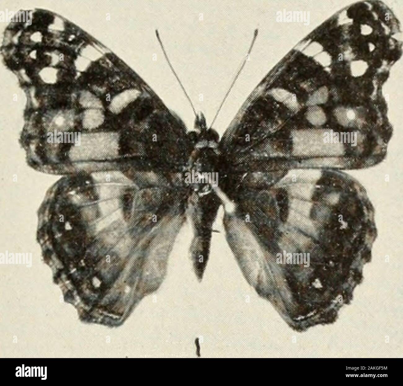 Bulletin - United States National Museum . 7. Female with the spots in the back margin of the fore wings orange; Cabin John, Md., October 7, 1928. 8. White female flushed with pink on the discal portion of the fore wings and with yellow on the hind wings; Cabin John, Md.,October 7. 1928. 283 Plate 27 FiGUKB 1. Pyrameis virginiensis, male, Cabiu John. Mel., September 11, 1920. 2. Pyrameis virginiensis, female, underside, Cabin John, Md., Septem- ber 11, 1926. 3. Colias pJdlodice, male, Silver Spring, Md., September 2, 1927. 4. Colias philodice, large male, Silver Spring, Md., August 3. 1927. 5. Stock Photo