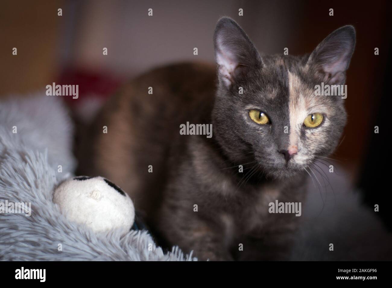 close up of a beautiful two color face kitty on a soft furry pillow Stock Photo