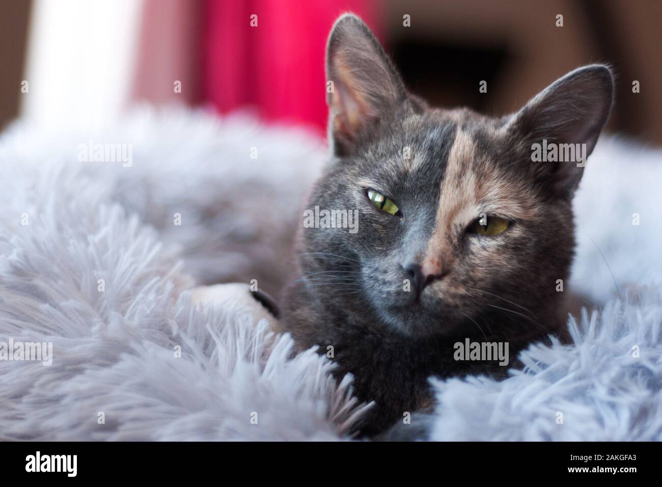 close up of a beautiful two color face kitty on a soft furry pillow. She is looking at the camera Stock Photo