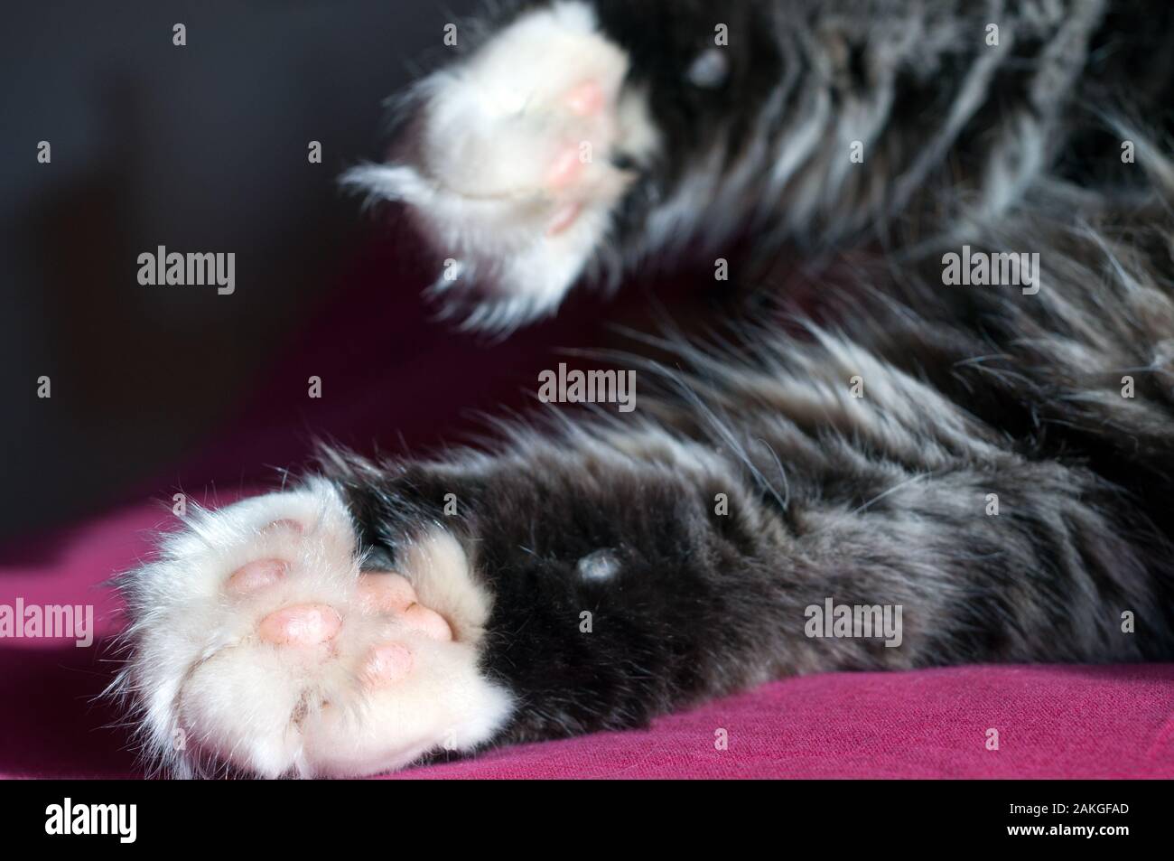 Close Up of a fluffy cat’s white and pink paws Stock Photo