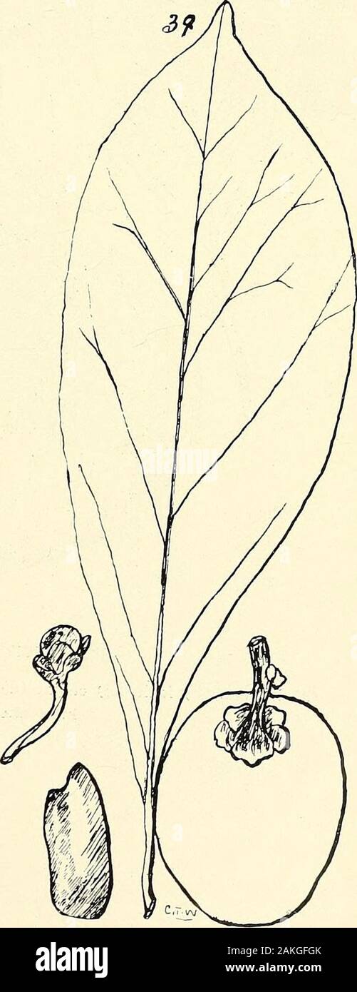 Comprehensive catalogue of Queensland plants, both indigenous and naturalisedTo which are added, where known, the aboriginal and other vernacular names; with numerous illustrations, and copious notes on the properties, features, &c., of the plants . 35. Bercia ammannioides, Roth. 36. Hypericum gramineum, Forst. 37. H. japonicum, Thunb.39. Garcinia Cherryi, Bail. 52 XX. GUTTIFER/E Stock Photo